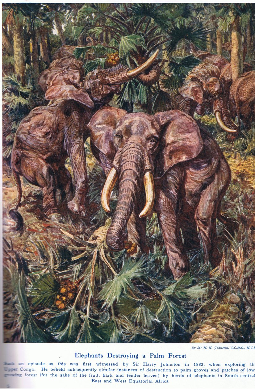 Elefantit tuhoavat palmumetsää, kuvitus "Wonders of Land and Sea" -julkaisusta, julkaisija Cassell, Lontoo, 1914 tekijältä Harry Hamilton Johnston