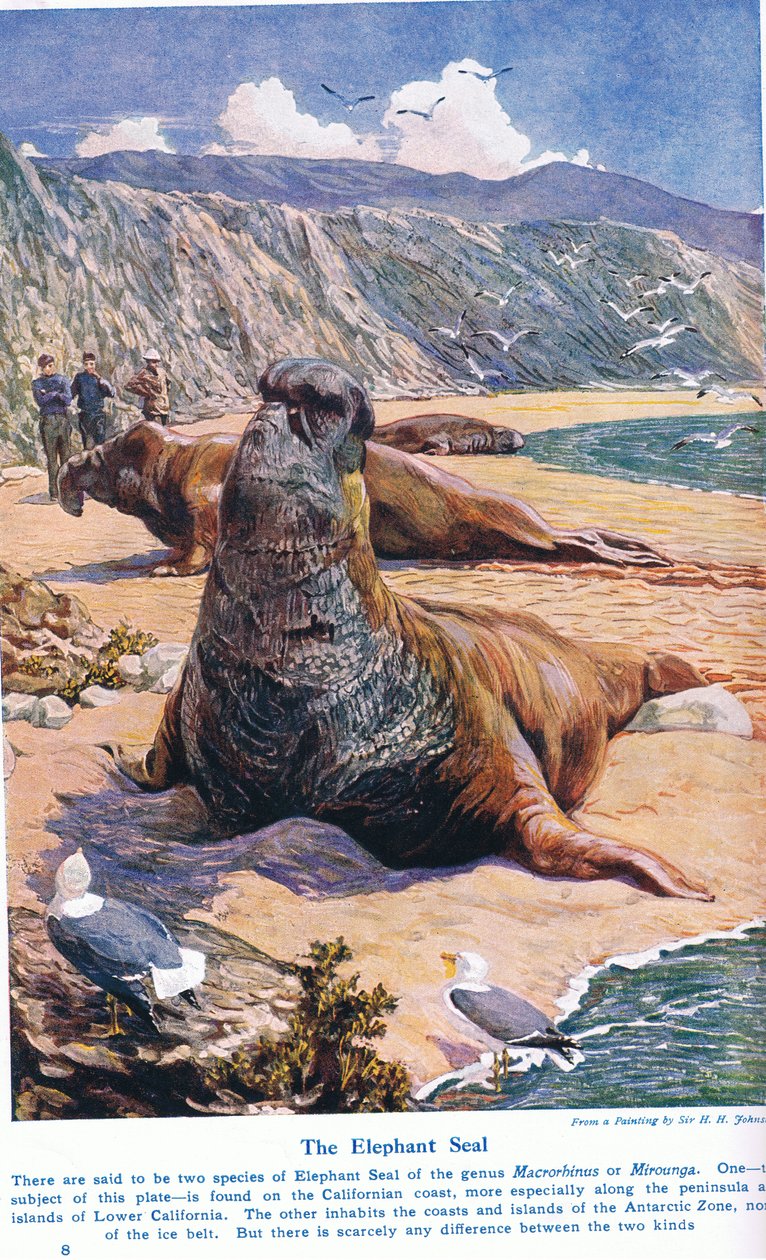 Elephant Seal, kuvitus "Wonders of Land and Sea" -julkaisusta, julkaisija Cassell, Lontoo, 1914 tekijältä Harry Hamilton Johnston