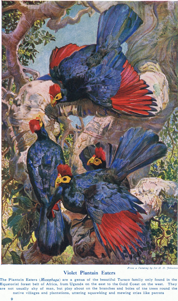 Violet Plantain Eaters, kuvitus teoksesta "Wonders of Lands and Sea", julkaisija Cassell, Lontoo, 1914 tekijältä Harry Hamilton Johnston