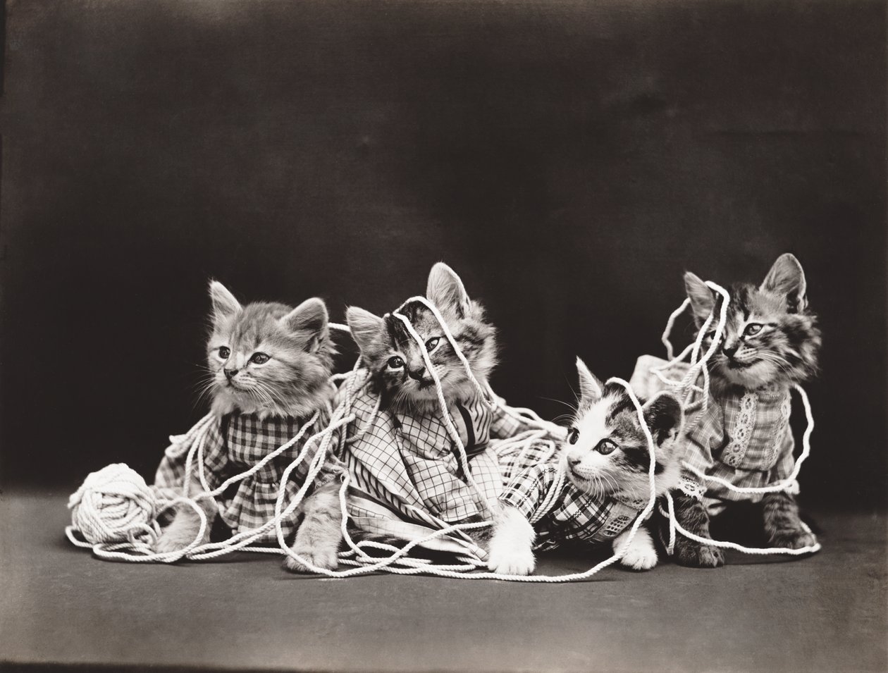 Kissat Sarja: Tangled in Yarn, n. 1914 (hopeapainatus). tekijältä Harry Whittier Frees