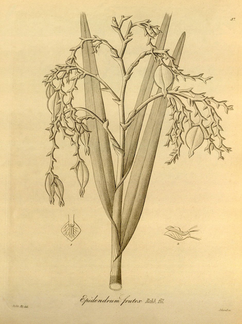 Kuva: Epidendrum frutex tekijältä Heinrich Gustav Reichenbach