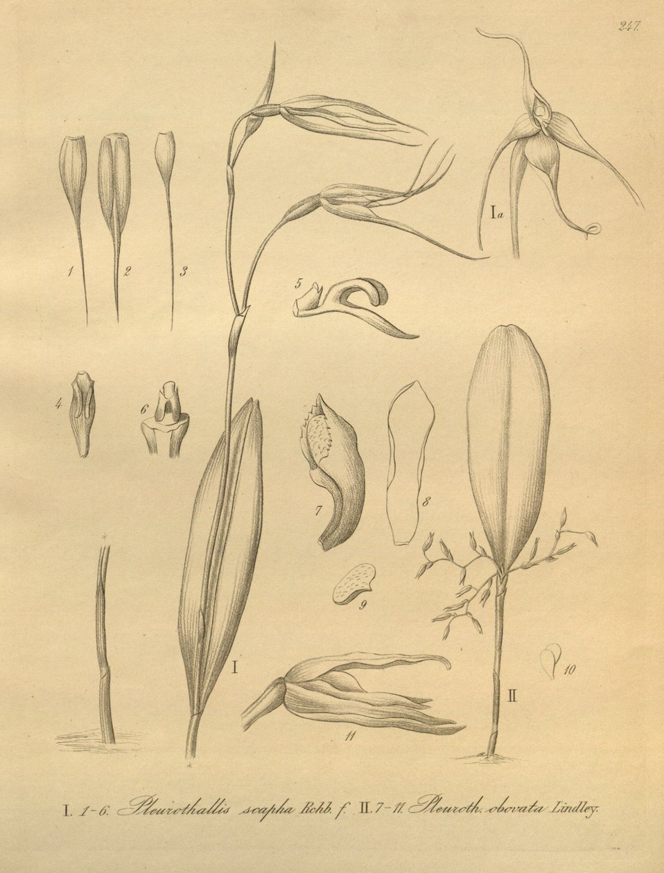 Kuva Pleurothallis sirene tekijältä Heinrich Gustav Reichenbach