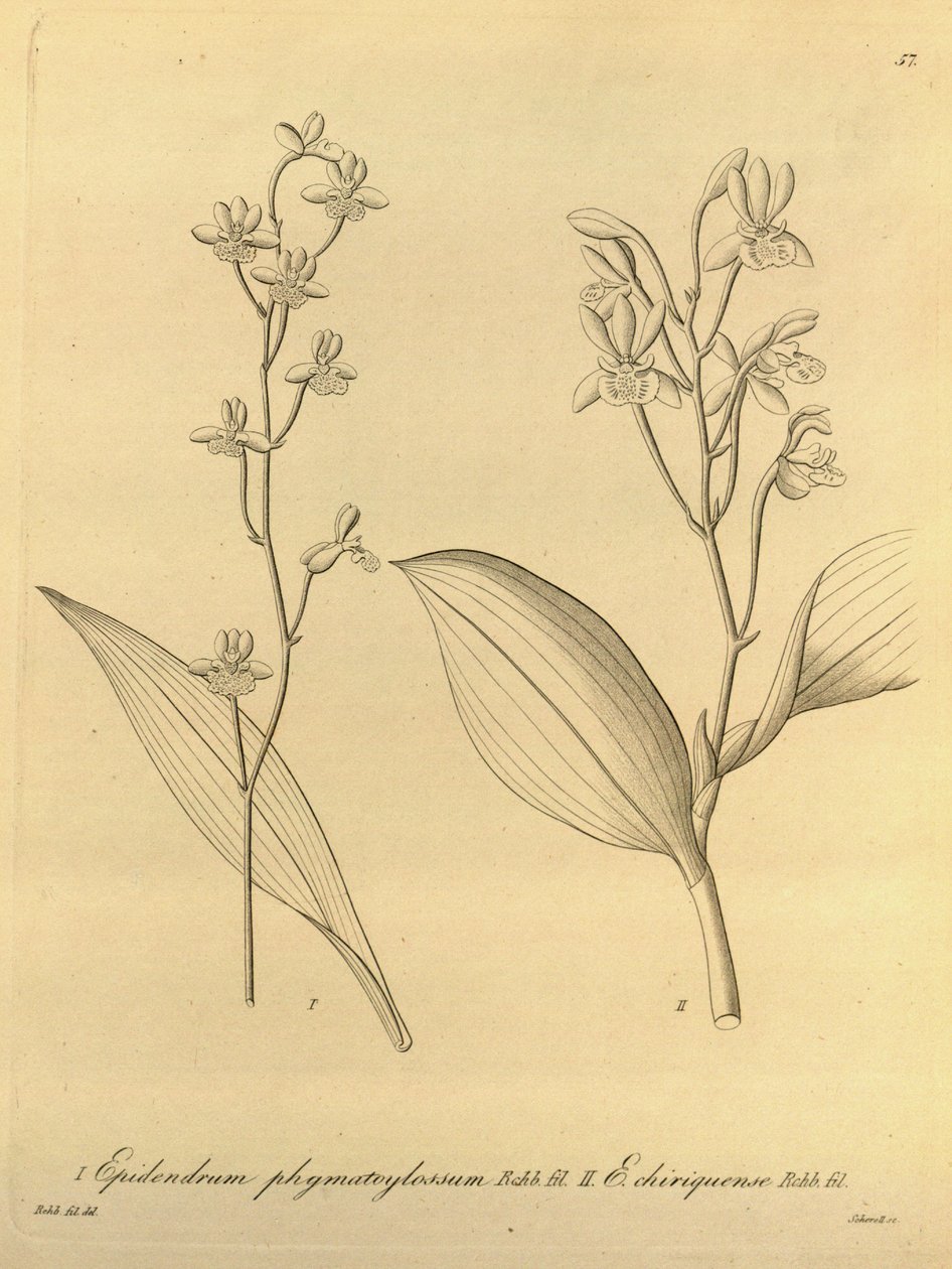 Kuva Prosthechea varicosa (syn. Epidendrum phymatoglossum ja Epidendrum chiriquense) tekijältä Heinrich Gustav Reichenbach