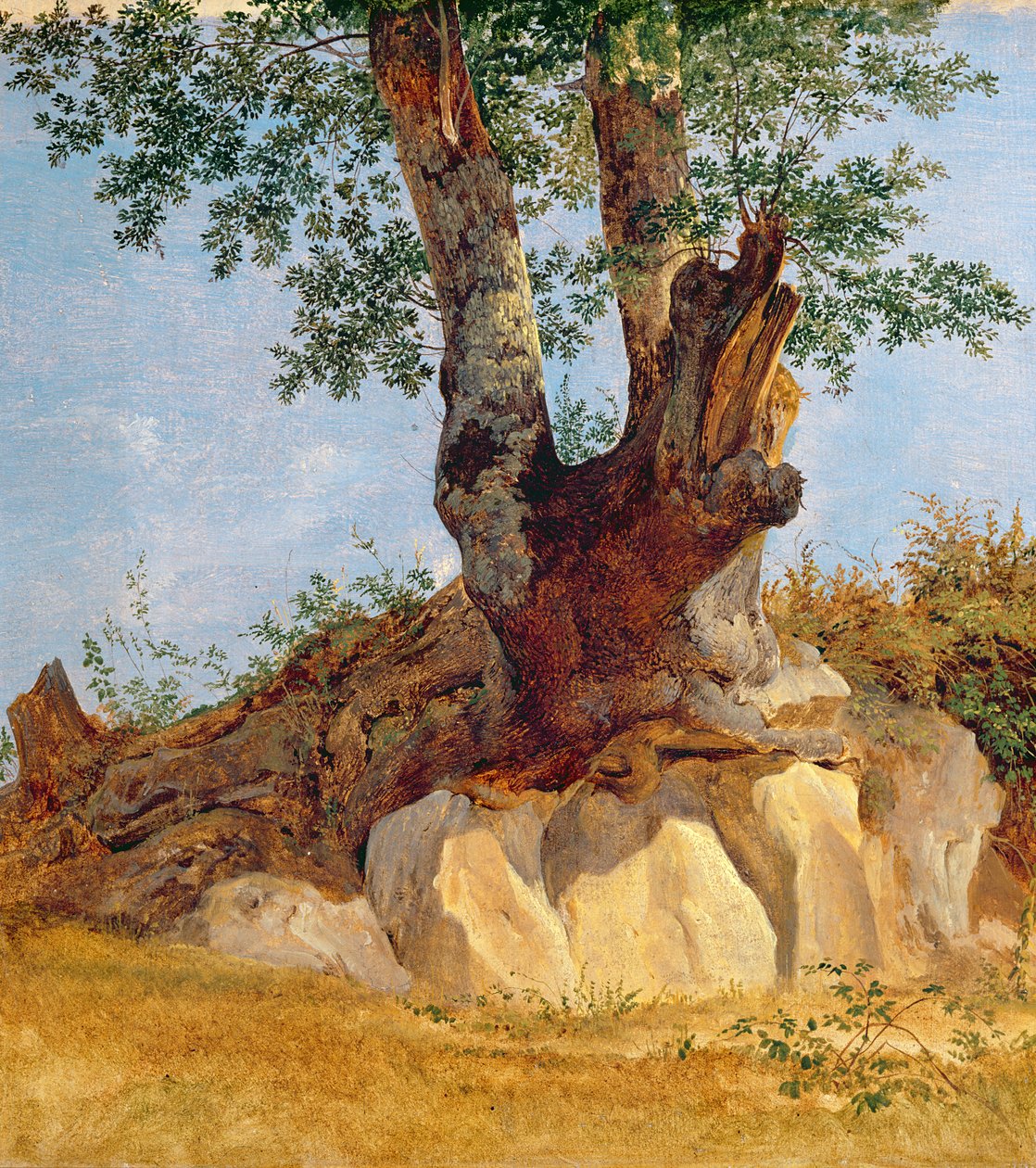 Puu Campagnassa, 1822-23 (öljy paperille kankaalle) tekijältä Heinrich Reinhold