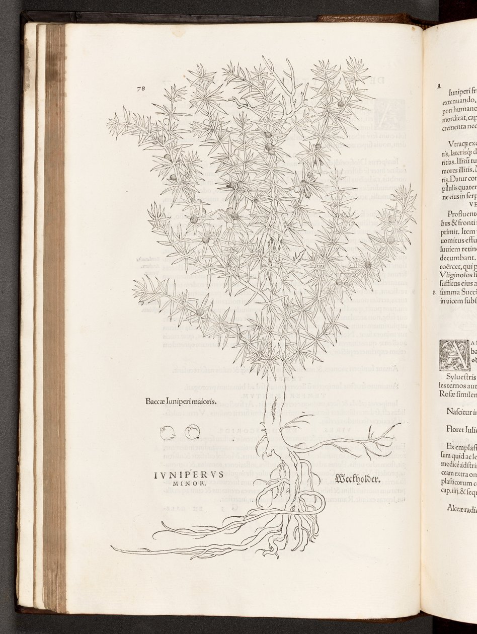 BT3.267.5 s.78 Juniper, kuvitus Leonhart Fuchsin Rasismin historiasta, 1542 tekijältä Heinrich and Meyer, Albert Fullmaurer
