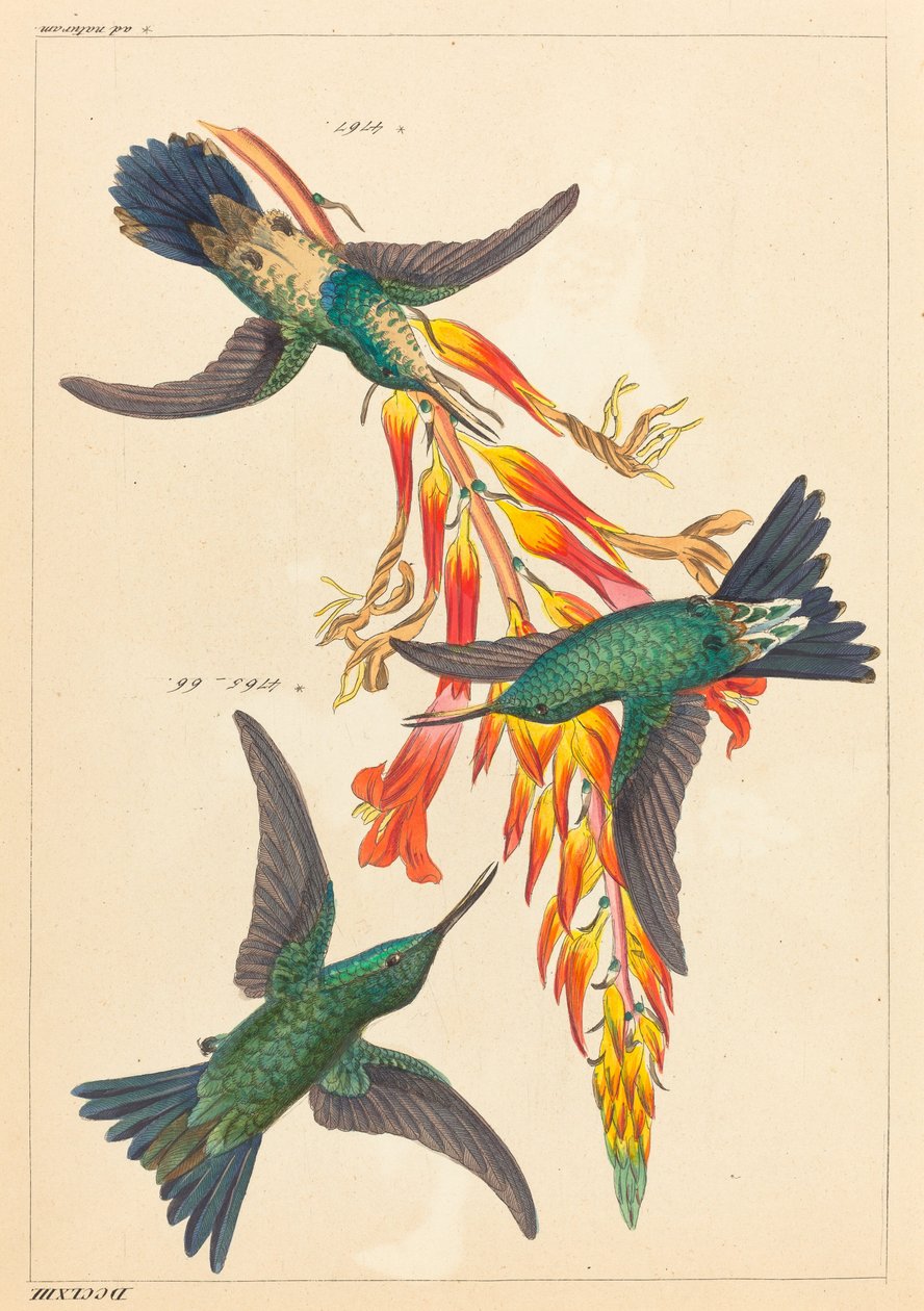 Kolme Hummingbirdiä kasvin kanssa tekijältä Heinrich Gottlieb Ludwig Reichenbach