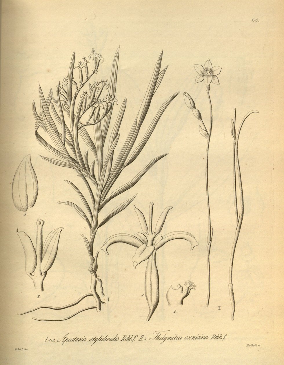 Apostasia wallichii (kuten Apostasia stylidioides) - Thelymitra cornicina tekijältä Heinrich Gustav Reichenbach