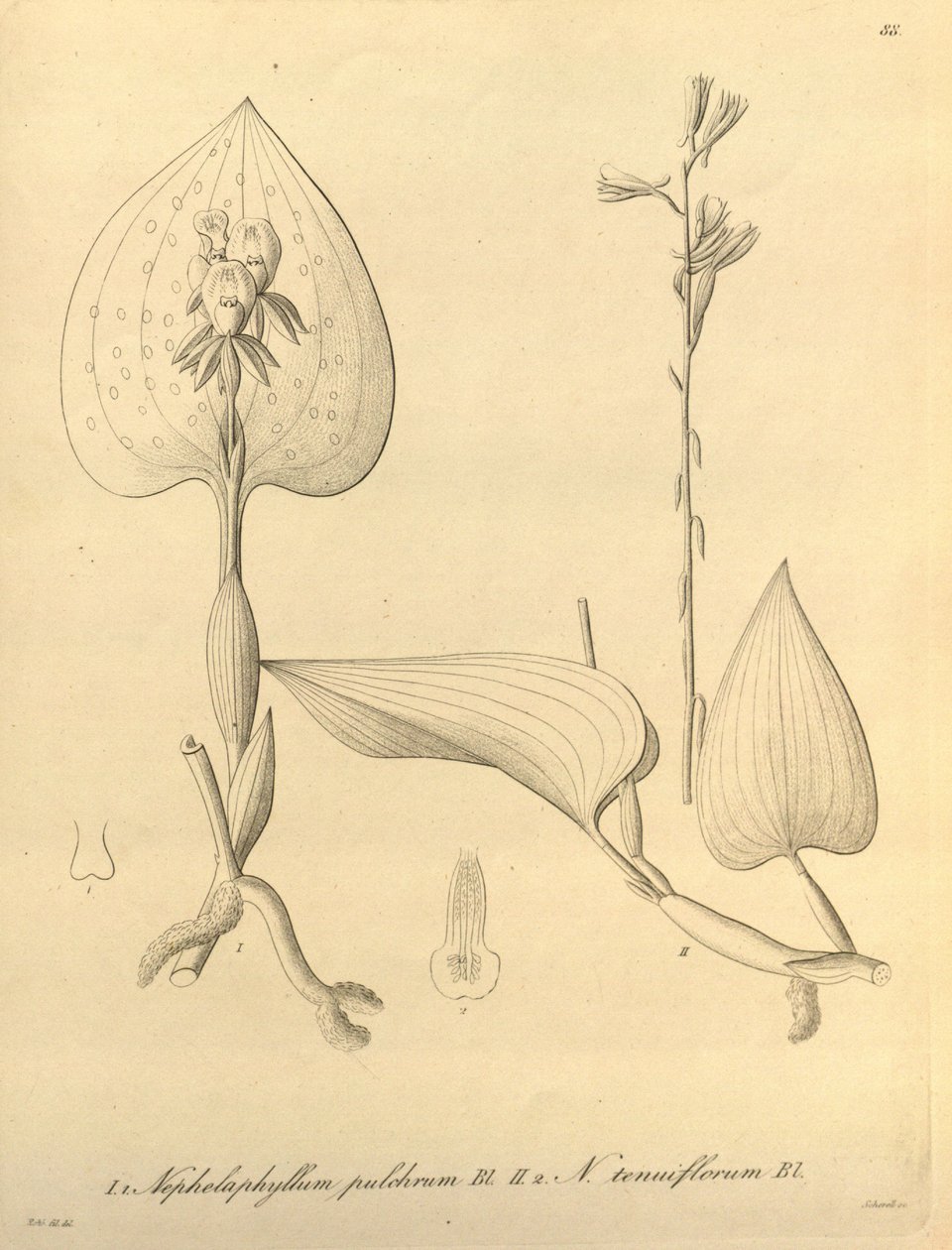 Tämä tiedosto on peräisin Biodiversity Heritage Librarysta, ja se on saatavilla verkossa osoitteessa biodiversitylibrary.org/page/696488 tekijältä Heinrich Gustav Reichenbach
