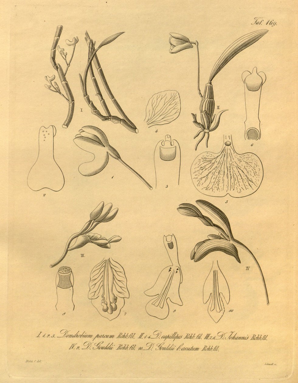 Tämä tiedosto on peräisin Biodiversity Heritage Librarysta, ja se on saatavilla verkossa osoitteessa biodiversitylibrary.org/page/698365 tekijältä Heinrich Gustav Reichenbach