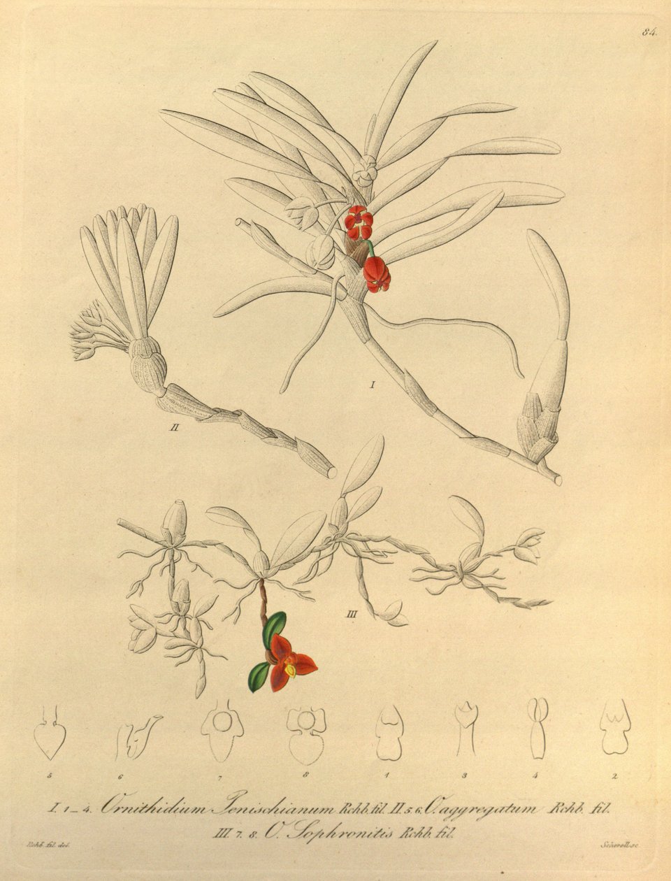 Tämä tiedosto on peräisin Biodiversity Heritage Librarysta, ja se on saatavilla verkossa osoitteessa biodiversitylibrary.org/page/696484 tekijältä Heinrich Gustav Reichenbach