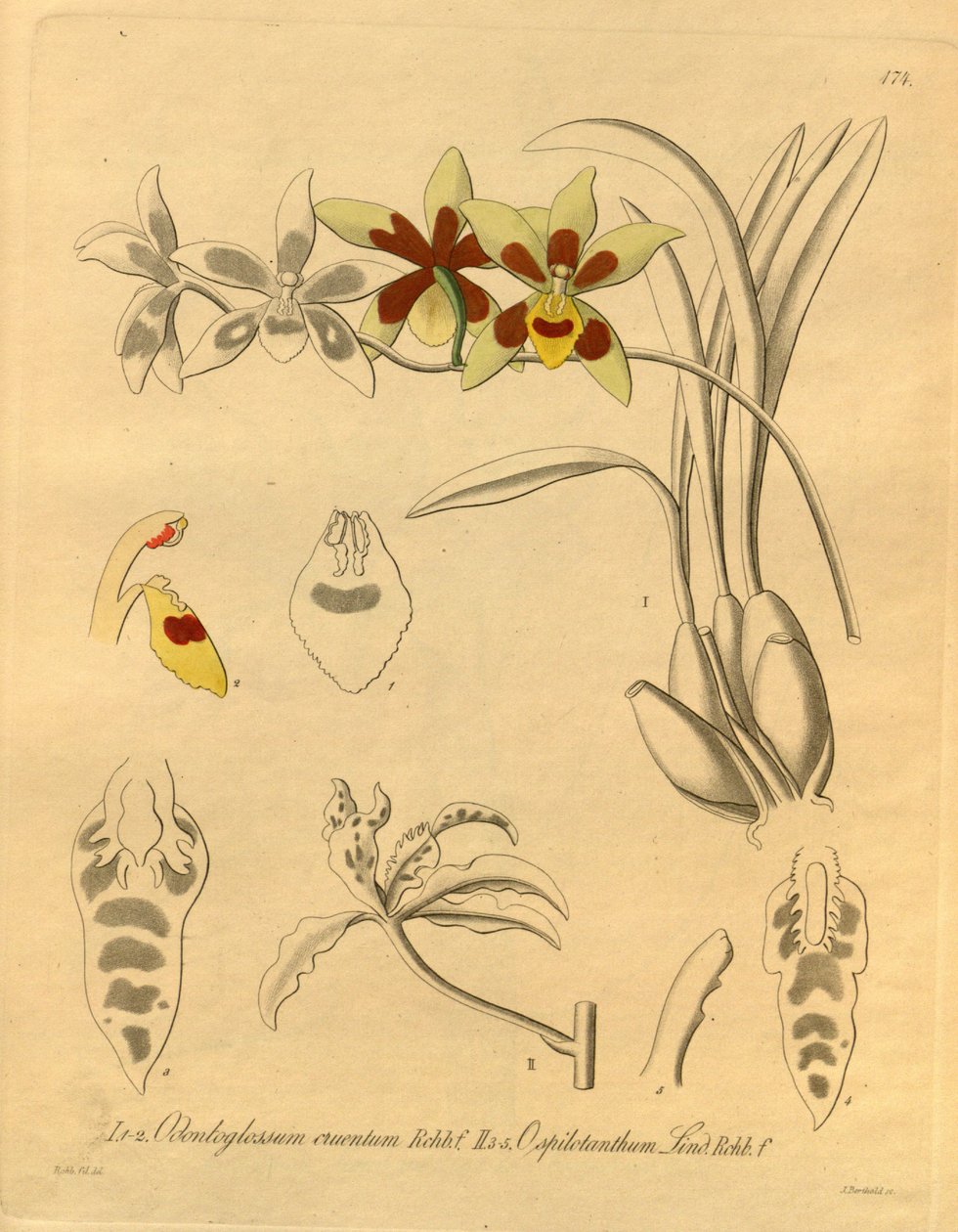 Tämä tiedosto on peräisin Biodiversity Heritage Librarysta, ja se on saatavilla verkossa osoitteessa biodiversitylibrary.org/page/698370 tekijältä Heinrich Gustav Reichenbach