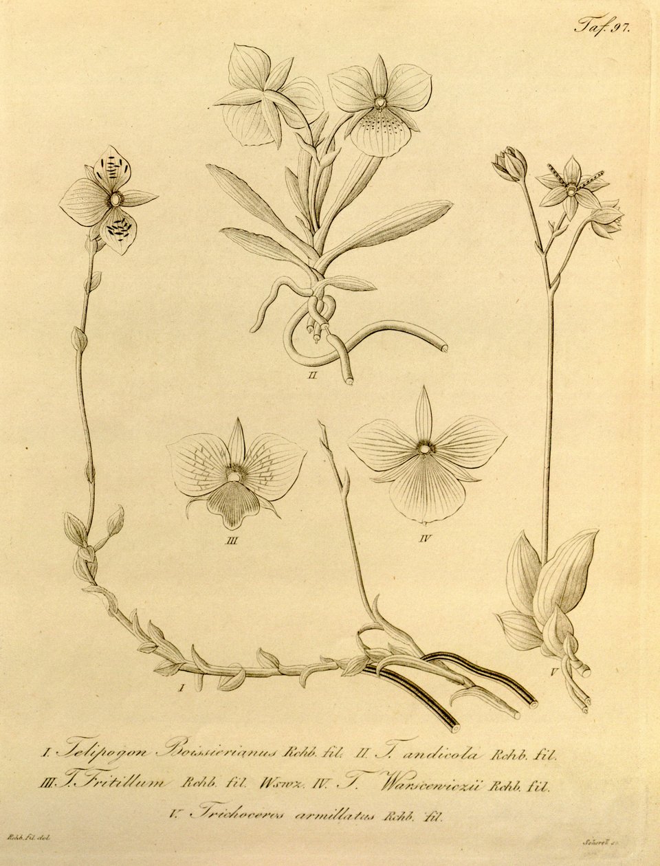 Tämä tiedosto on peräisin Biodiversity Heritage Librarysta, ja se on saatavilla verkossa osoitteessa biodiversitylibrary.org/page/696497 tekijältä Heinrich Gustav Reichenbach