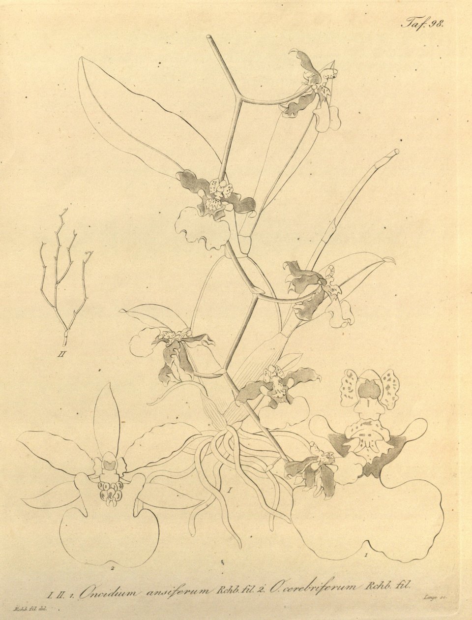 Tämä tiedosto on peräisin Biodiversity Heritage Librarysta, ja se on saatavilla verkossa osoitteessa biodiversitylibrary.org/page/696498 tekijältä Heinrich Gustav Reichenbach