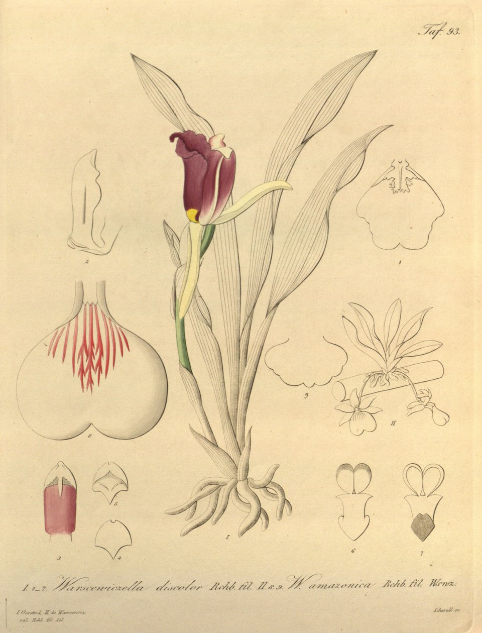 Tämä tiedosto on peräisin Biodiversity Heritage Librarysta, ja se on saatavilla verkossa osoitteessa biodiversitylibrary.org/page/696493 tekijältä Heinrich Gustav Reichenbach