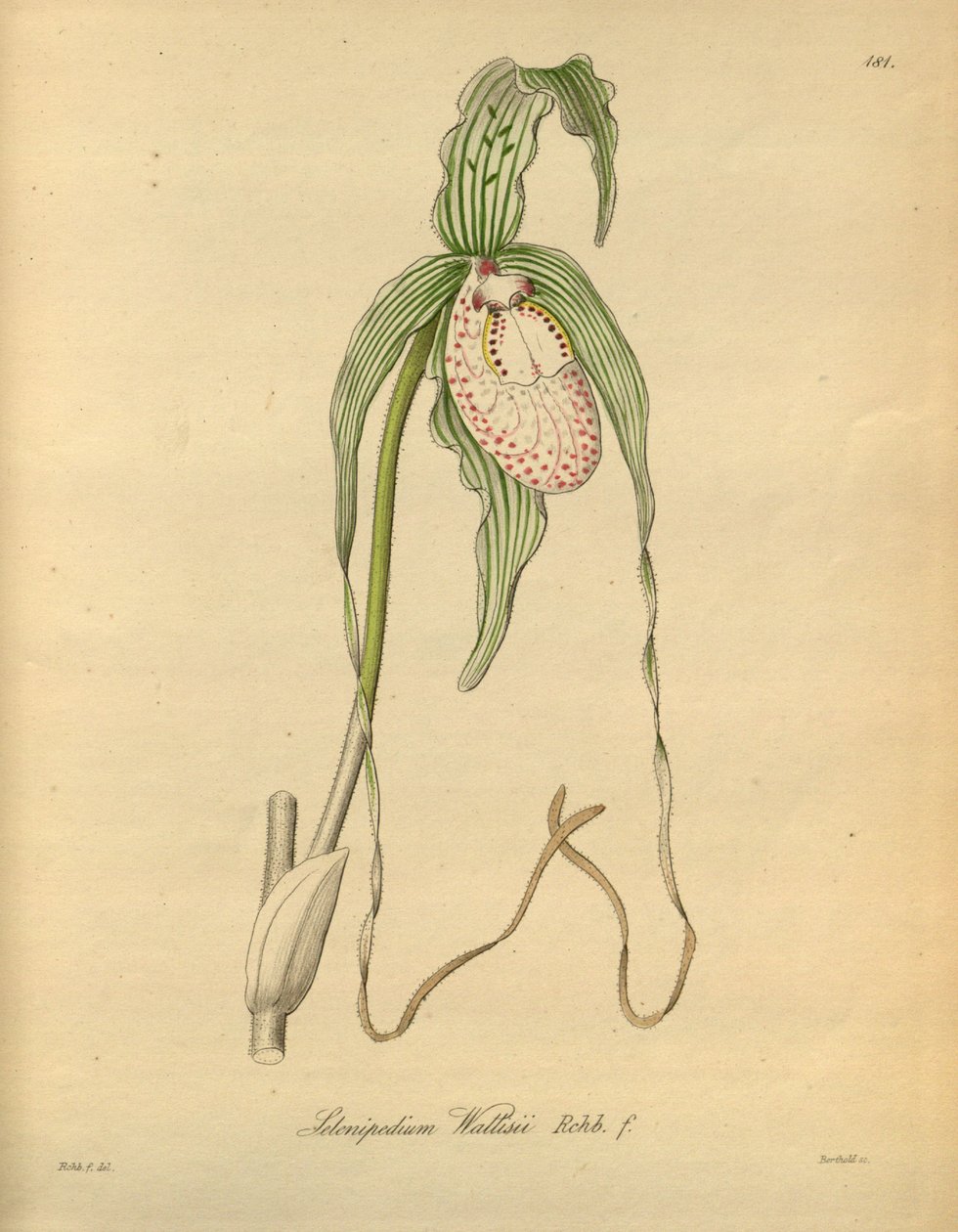 Tämä tiedosto on peräisin Biodiversity Heritage Librarysta, ja se on saatavilla verkossa osoitteessa biodiversitylibrary.org/page/698377 tekijältä Heinrich Gustav Reichenbach