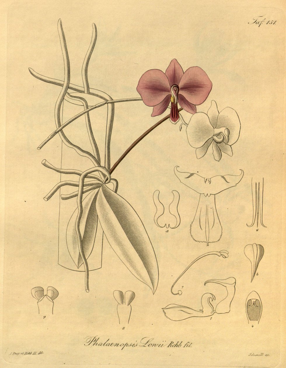 Tämä tiedosto on peräisin Biodiversity Heritage Librarysta, ja se on saatavilla verkossa osoitteessa biodiversitylibrary.org/page/698347 tekijältä Heinrich Gustav Reichenbach