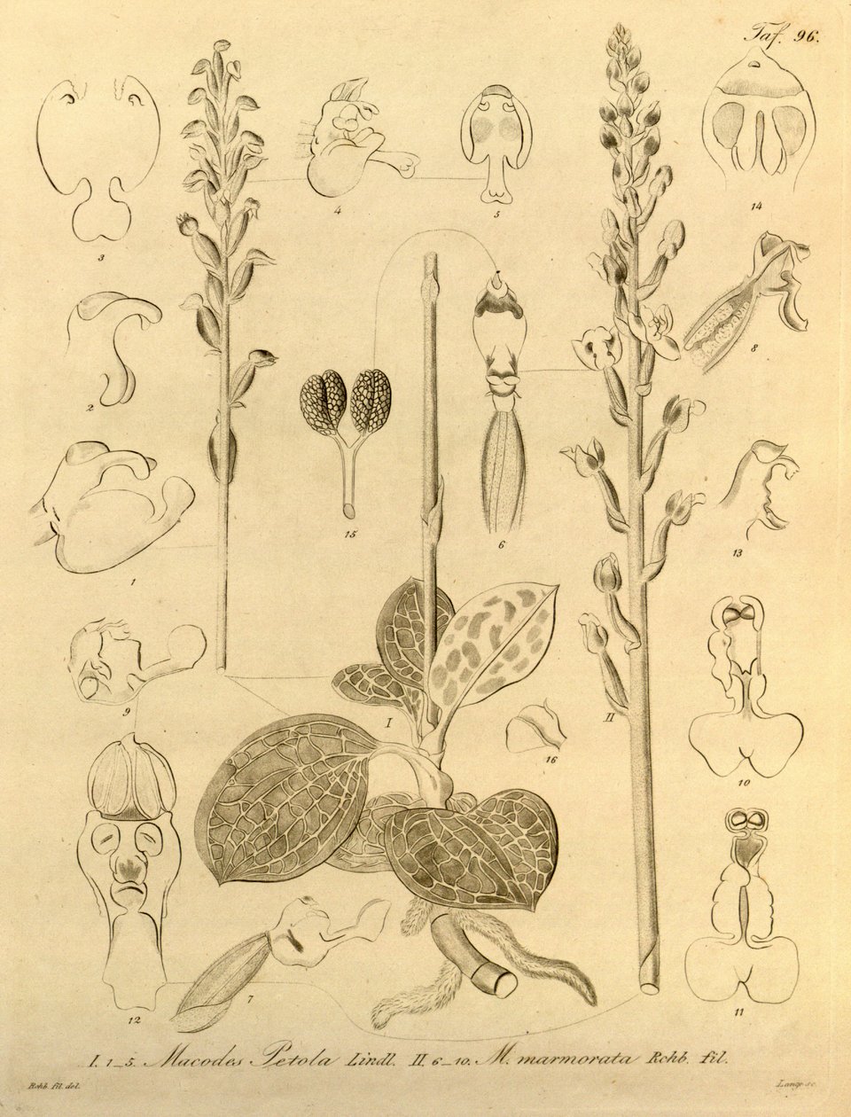 Tämä tiedosto on peräisin Biodiversity Heritage Librarysta, ja se on saatavilla verkossa osoitteessa biodiversitylibrary.org/page/696496 tekijältä Heinrich Gustav Reichenbach