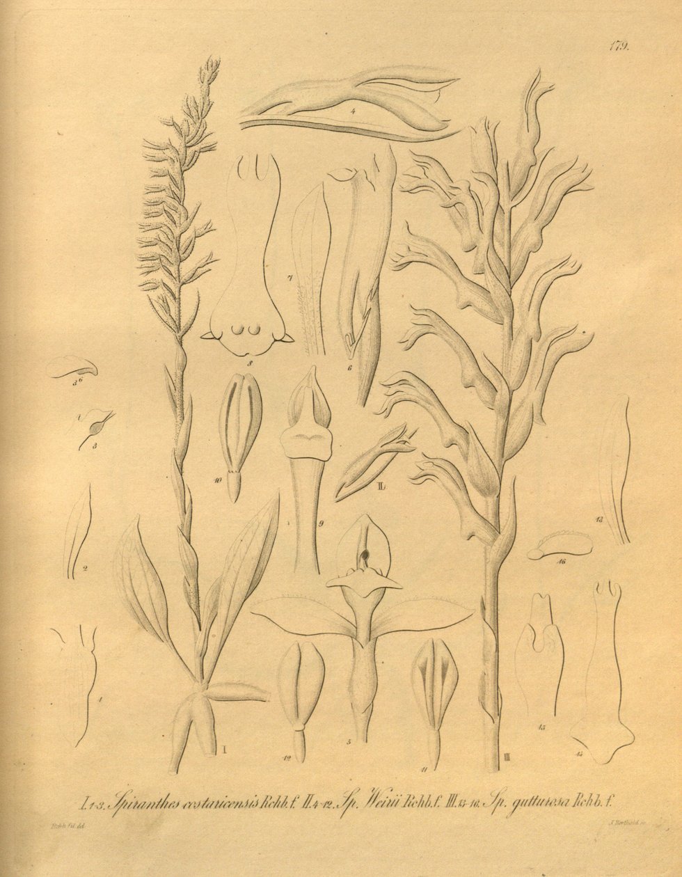 Tämä tiedosto on peräisin Biodiversity Heritage Librarysta, ja se on saatavilla verkossa osoitteessa biodiversitylibrary.org/page/698375 tekijältä Heinrich Gustav Reichenbach