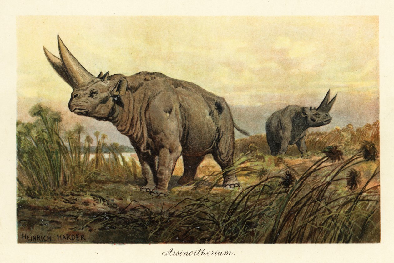 Arsinoitherium, gènere extint de mamífer paenungulata.,1908 (Imprimir)finès tekijältä Heinrich Harder