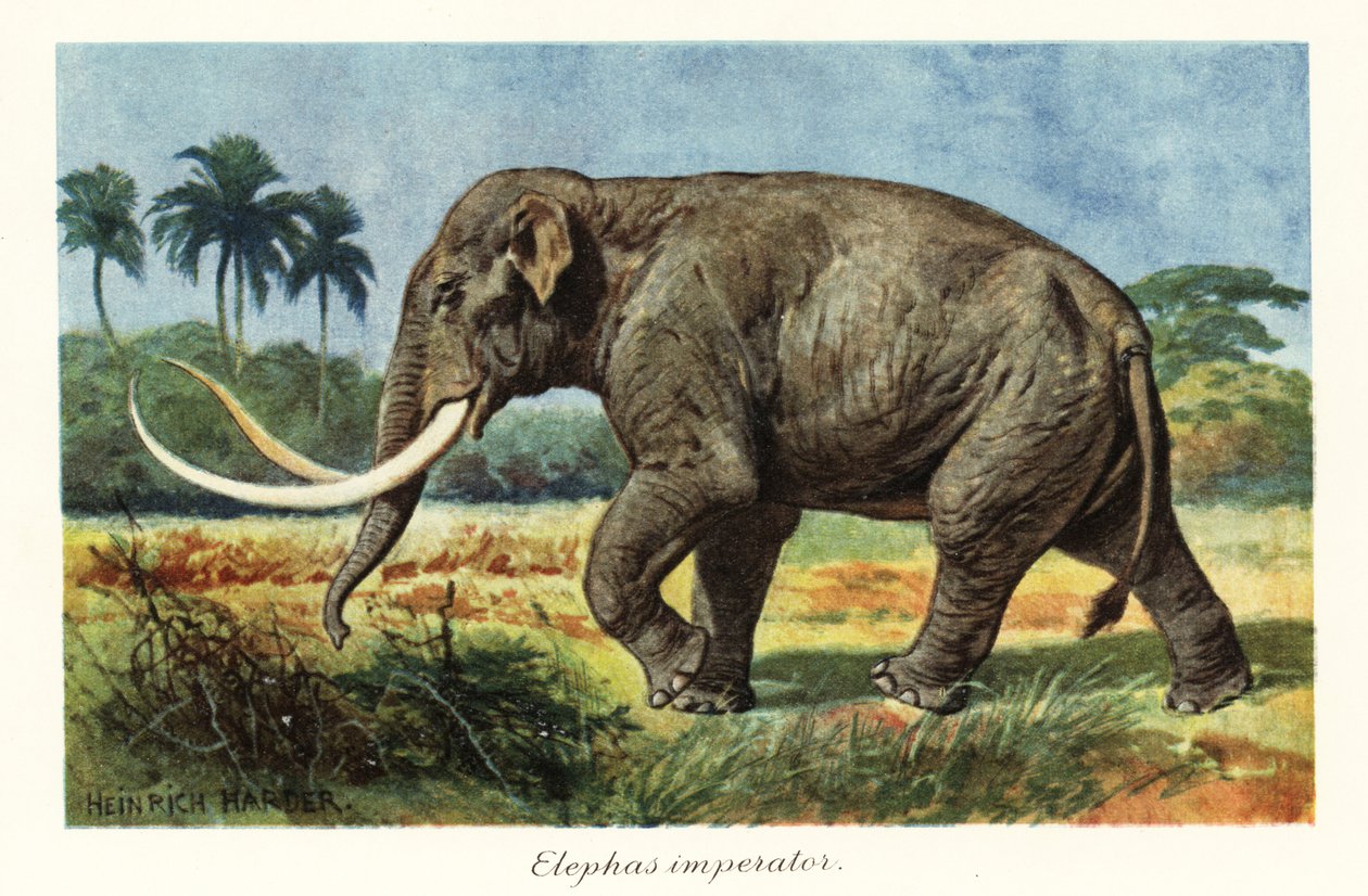 Kolumbialainen mammutti sukupuuttoon kuollut mammuttilaji, pleistoseeni., 1908 (tulostus) tekijältä Heinrich Harder