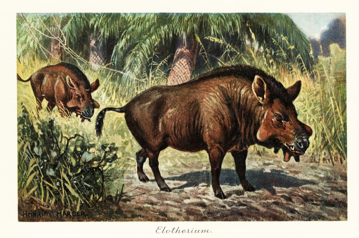 Entelodon, sukupuuttoon kuollut entelodont artiodactyl., 1908 (painettu) tekijältä Heinrich Harder