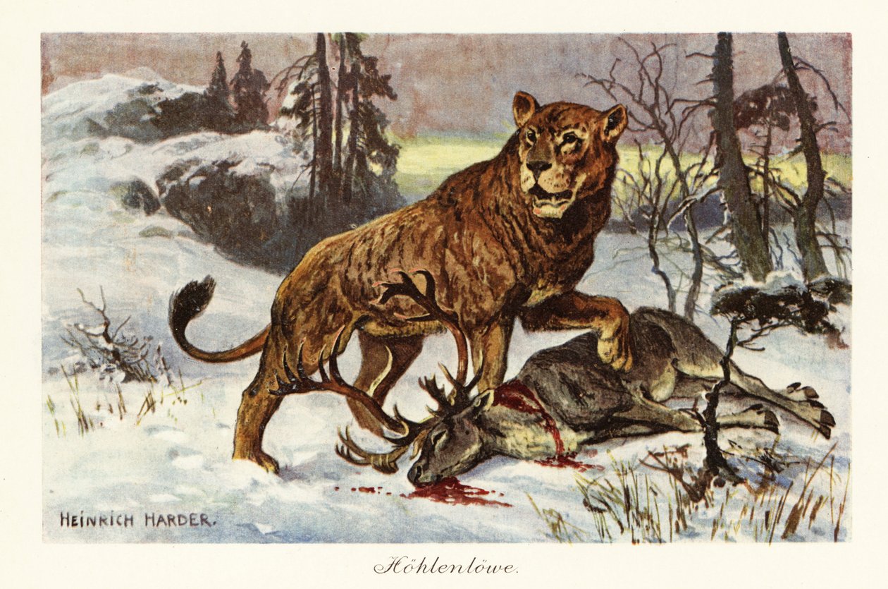 Euraasian luolaleijona, Panthera spelaea., 1908 (painettu) tekijältä Heinrich Harder