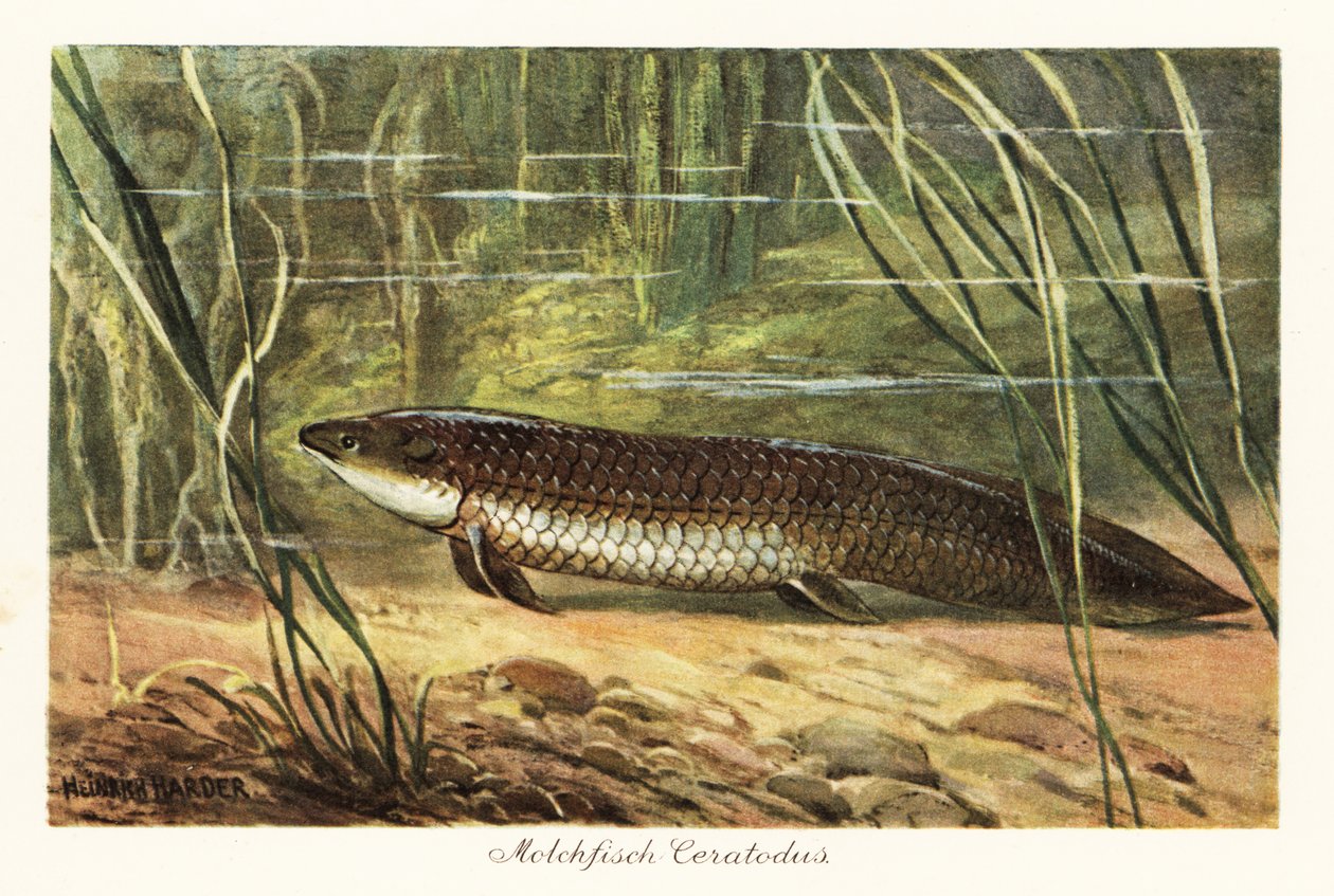 Sukupuuttoon kuollut Ceratodus latissimus merenpohjan kaislikoiden keskellä. tekijältä Heinrich Harder