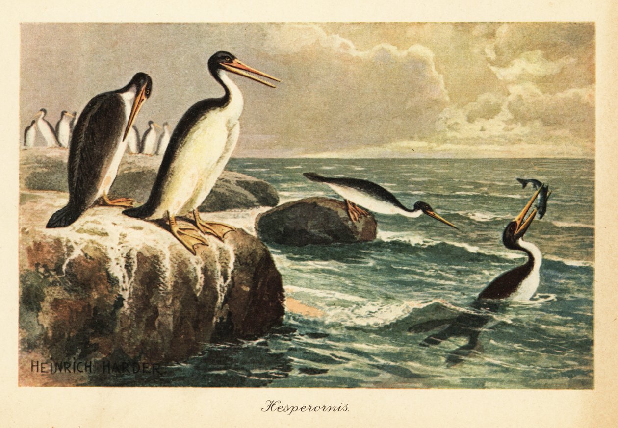 Hesperornis regalis, sukupuuttoon kuollut lentokyvytön lintu, liitukausi. tekijältä Heinrich Harder