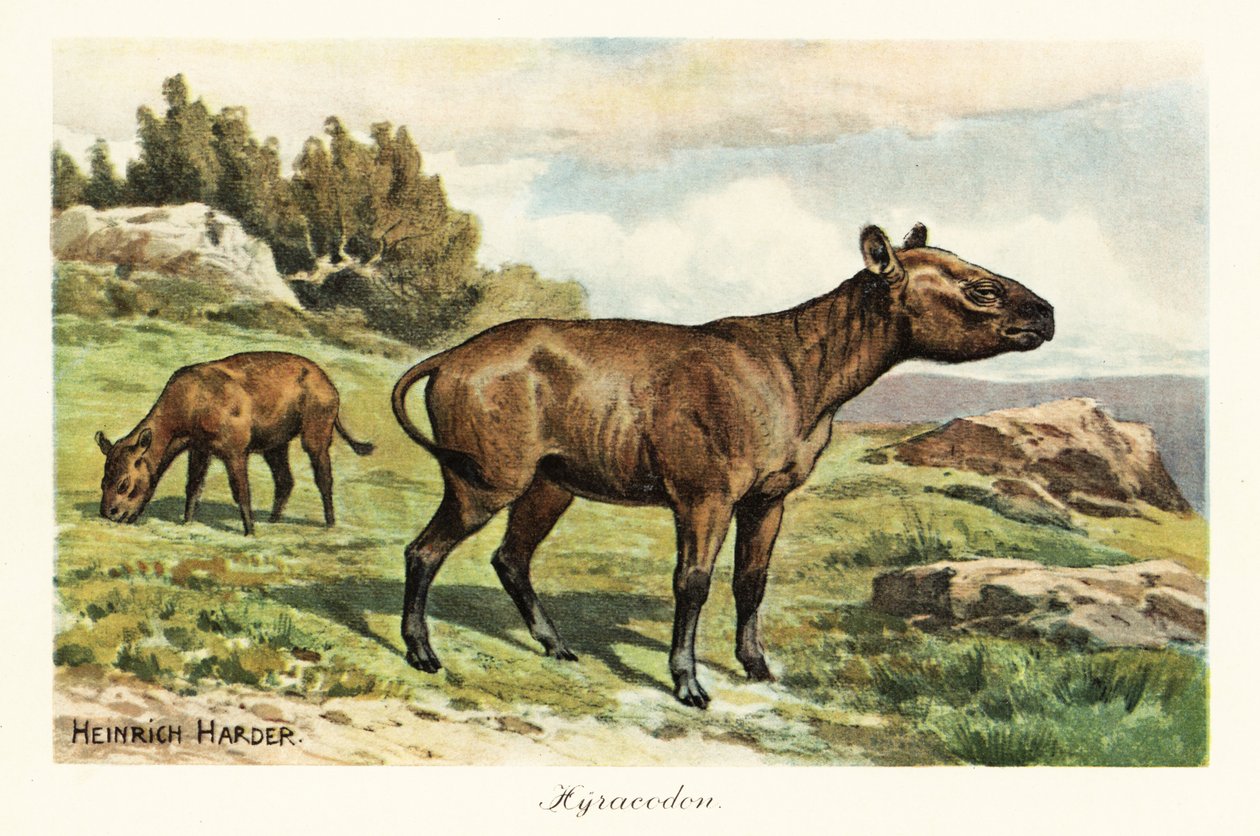 Hyracodon, sukupuuttoon kuollut ponimainen nisäkäs, oligoseeni. ,1908 (painettu) tekijältä Heinrich Harder