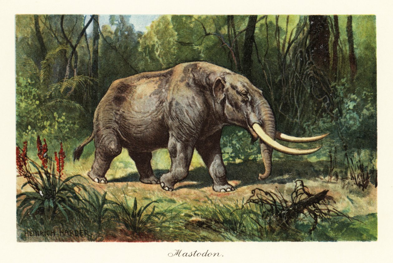 Mastodon sukupuuttoon kuolleesta Mammuthus-suvusta, 1908 (painettu) tekijältä Heinrich Harder