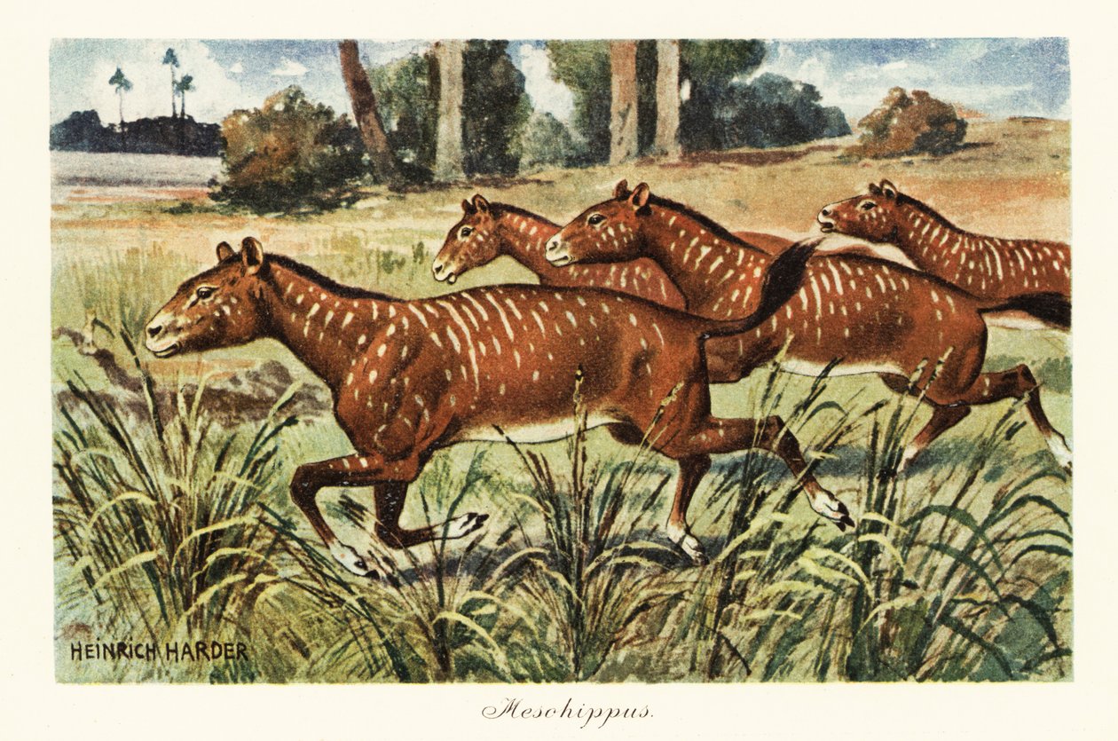 Mesohippus, sukupuuttoon kuollut varhaisen hevosen suku., 1908 (painettu) tekijältä Heinrich Harder