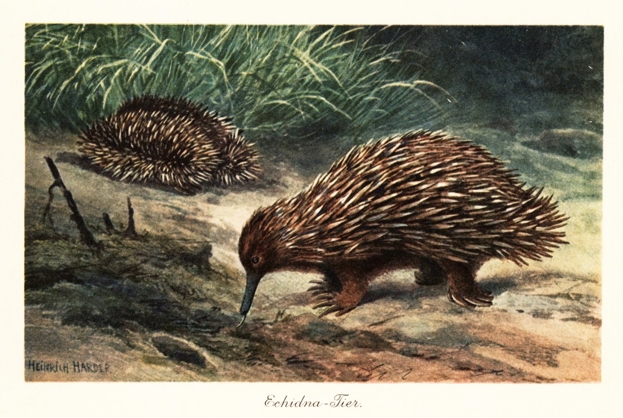 Lyhytnokkainen echidna, Tachyglossus aculeatus, ravinnonhaku. tekijältä Heinrich Harder