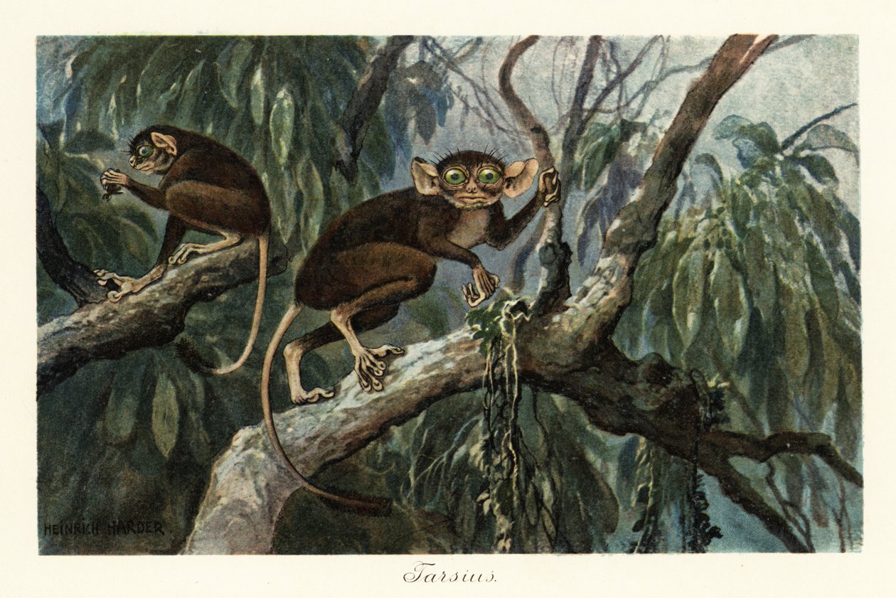 Tarsius, haplorrhine kädellisten suvun tarsiers., 1908 (tulosta) tekijältä Heinrich Harder