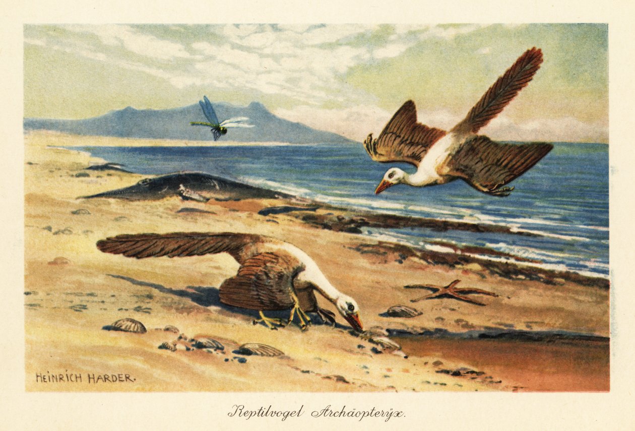 Kaksi Archeopteryxiä etsimässä ravintoa rannalla. tekijältä Heinrich Harder