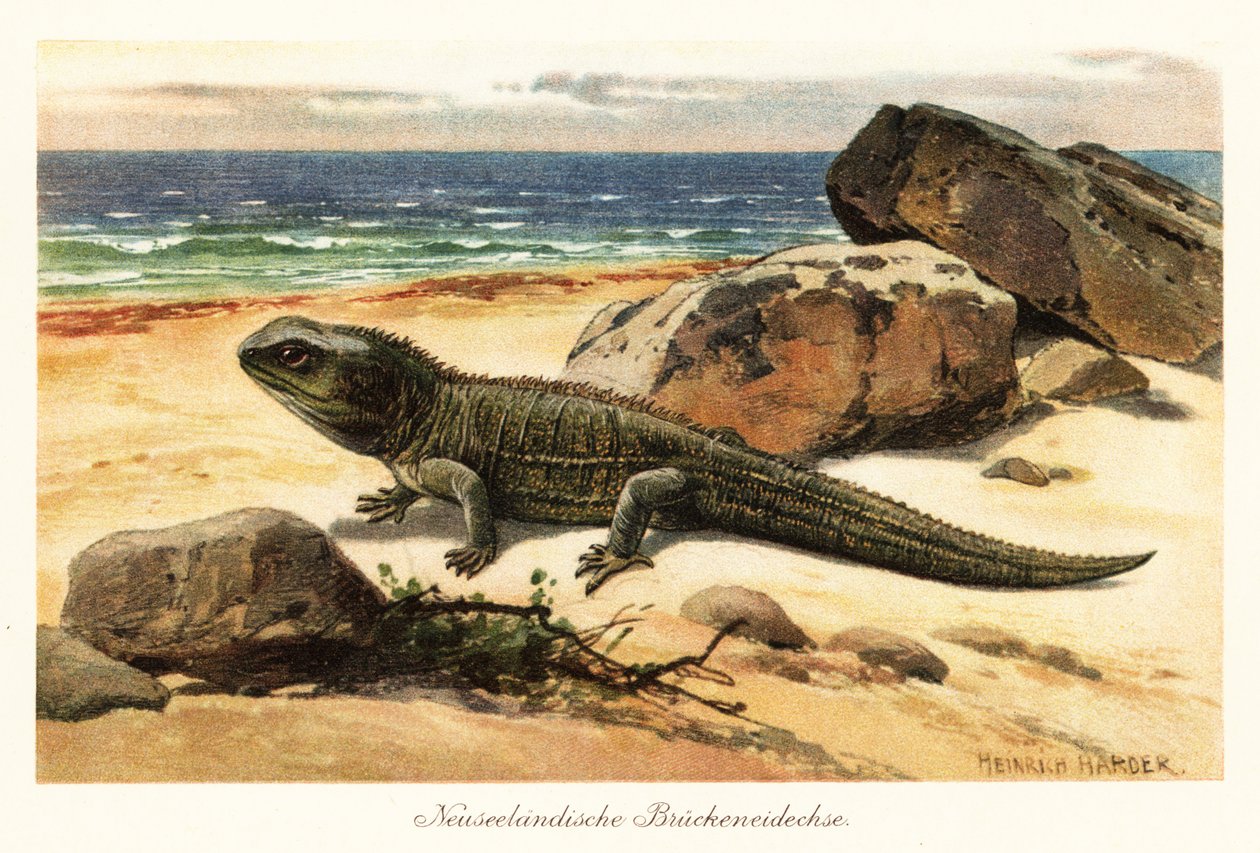 Haavoittuva tuatara, Sphenodon punctatus, rannalla. tekijältä Heinrich Harder