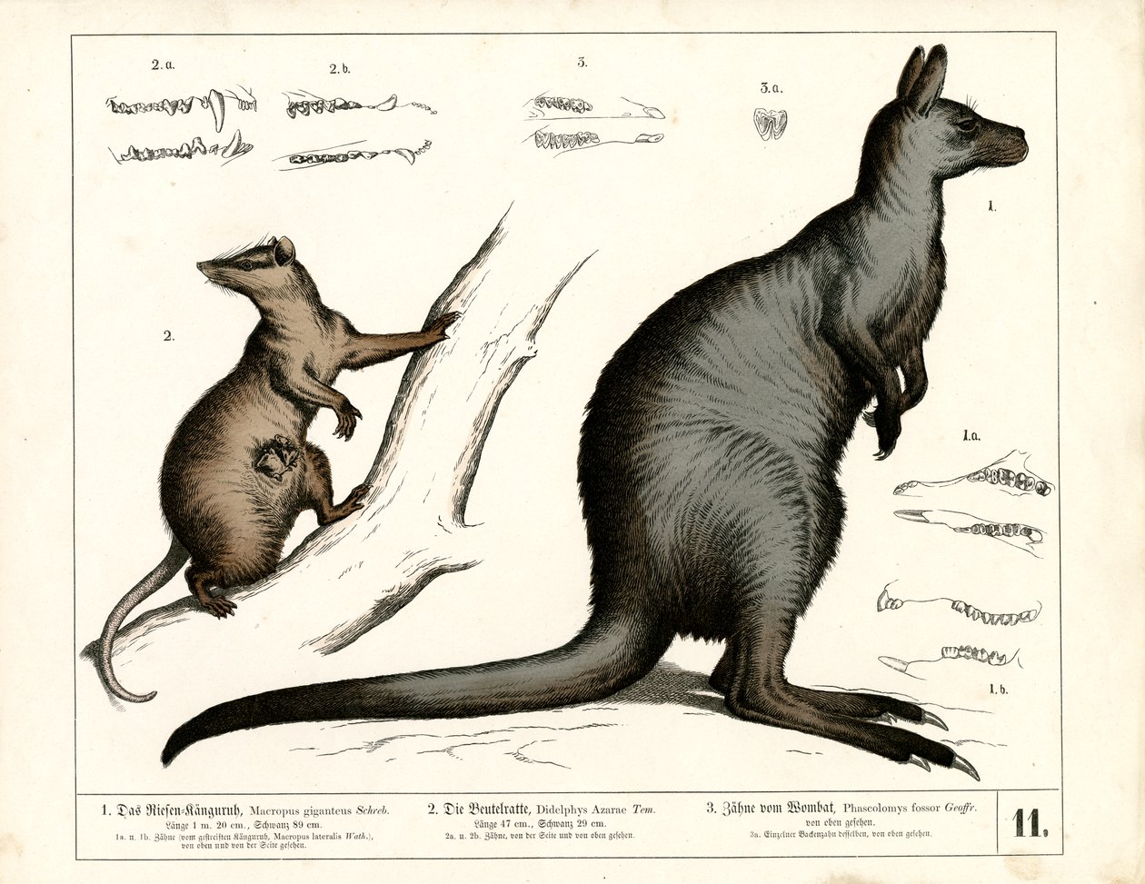 Australialaiset ja amerikkalaiset marsupiaalit tekijältä Heinrich Leutemann