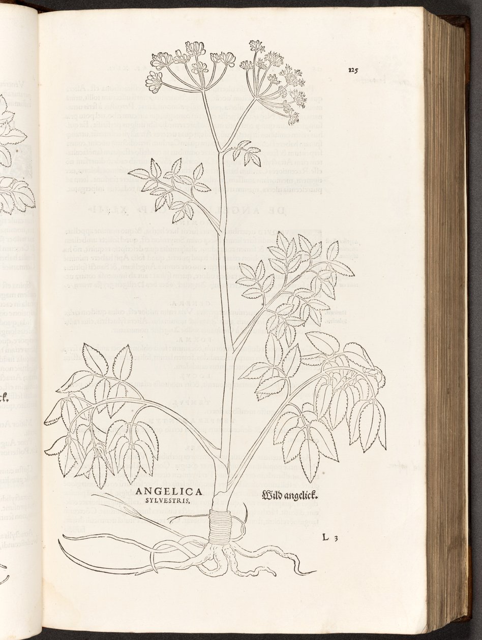 BT3.267.5 s.125 Wild Angelica, kuvitus Leonhart Fuchsin teoksesta De historia stirpium commentarii insignes, 1542. tekijältä Heinrich and Meyer, Albert Fullmaurer