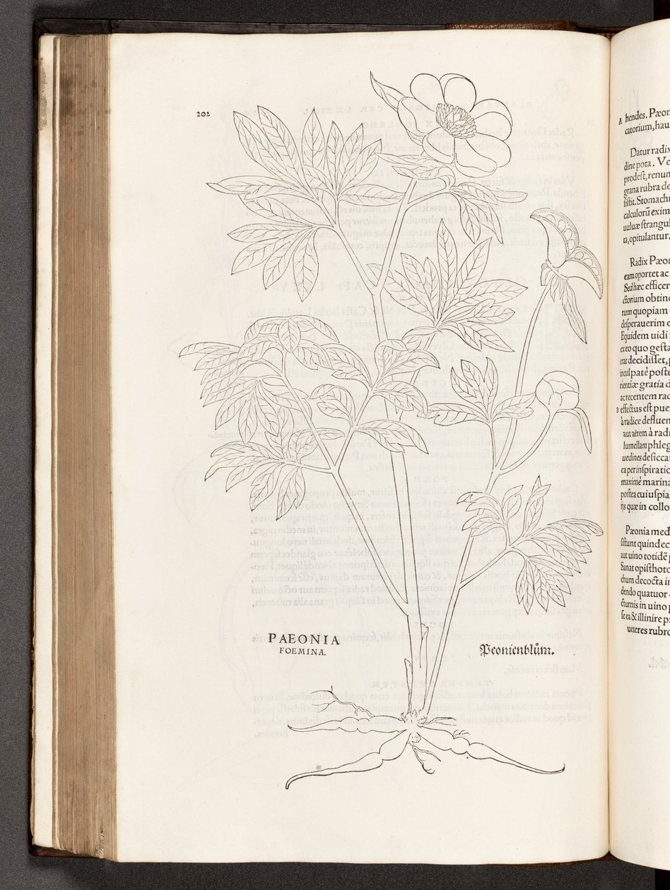 BT3.267.5 s.311 Paeony, kuvitus Leonhart Fuchsin rotujen historiasta, 1542 tekijältä Heinrich and Meyer, Albert Fullmaurer