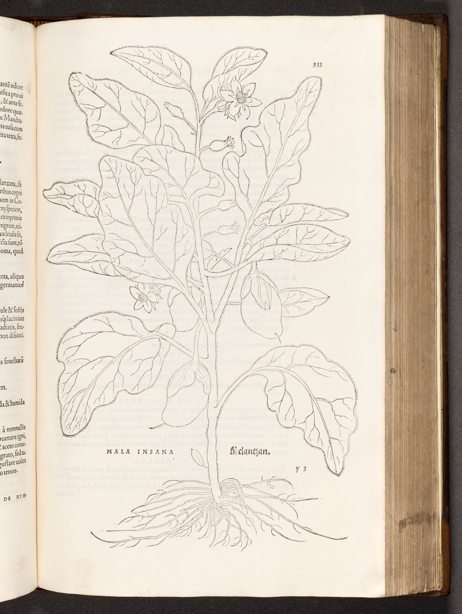 BT3.267.5 s. 533 Munakoiso, kuvitus Leonhart Fuchsin Rotukommentaarien historiasta, 1542 tekijältä Heinrich and Meyer, Albert Fullmaurer