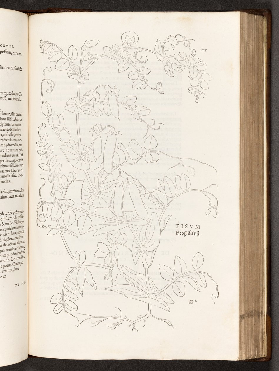 BT3.267.5. s. 627 Pea, kuvitus Leonhart Fuchsin rotujen historiasta, 1542 tekijältä Heinrich and Meyer, Albert Fullmaurer