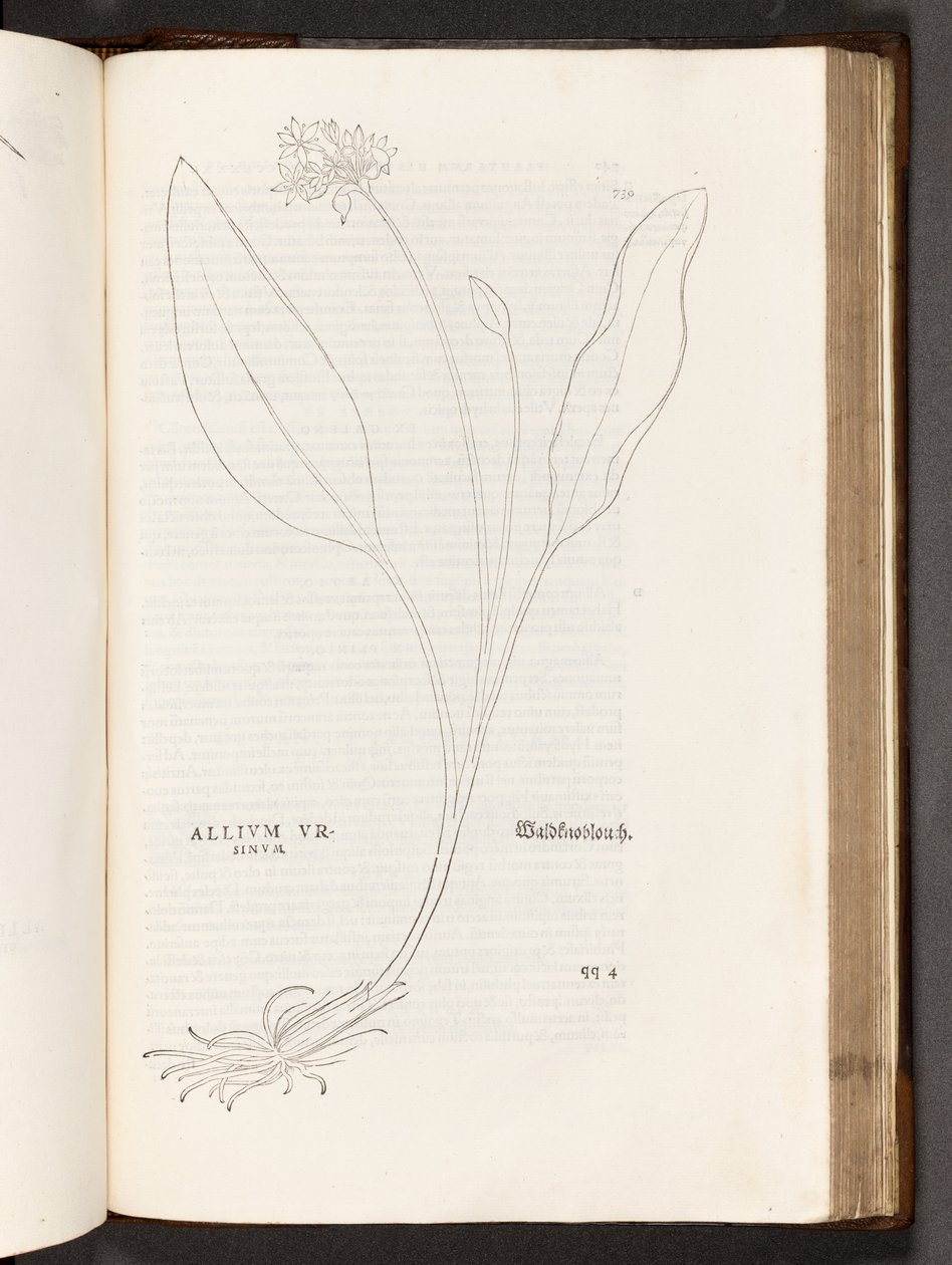 BT3.267.5 s.739 Allium, kuvitus Leonhart Fuchsin Rasismin historiasta, 1542 tekijältä Heinrich and Meyer, Albert Fullmaurer