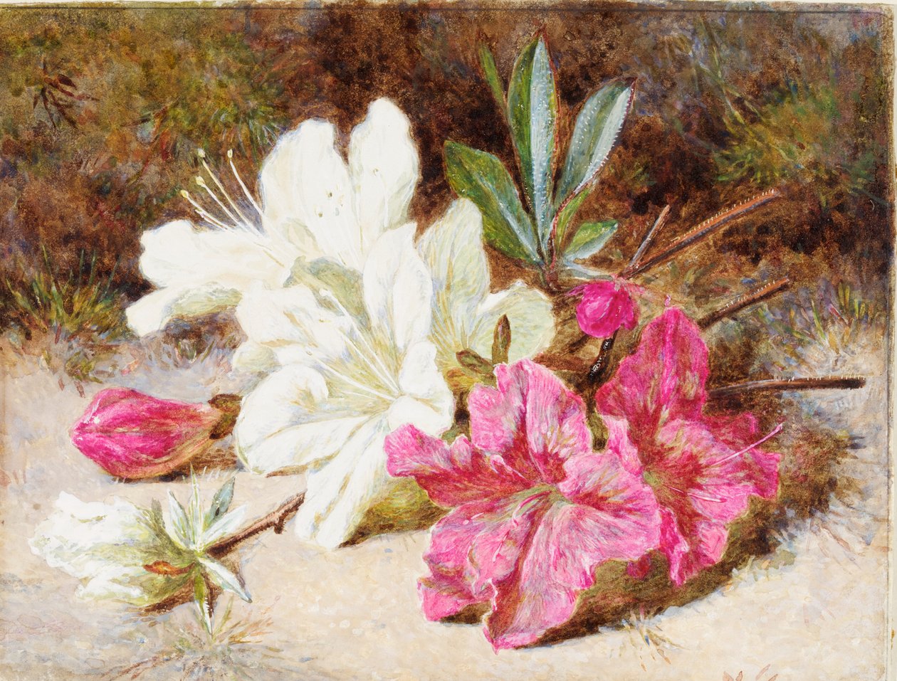 Azalea Bloom, n. 1865-1874 tekijältä Helen Cordelia Coleman Angell