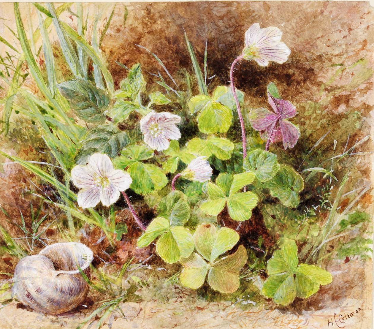 Sorrel and Shell, n. 1865-1874 tekijältä Helen Cordelia Coleman Angell