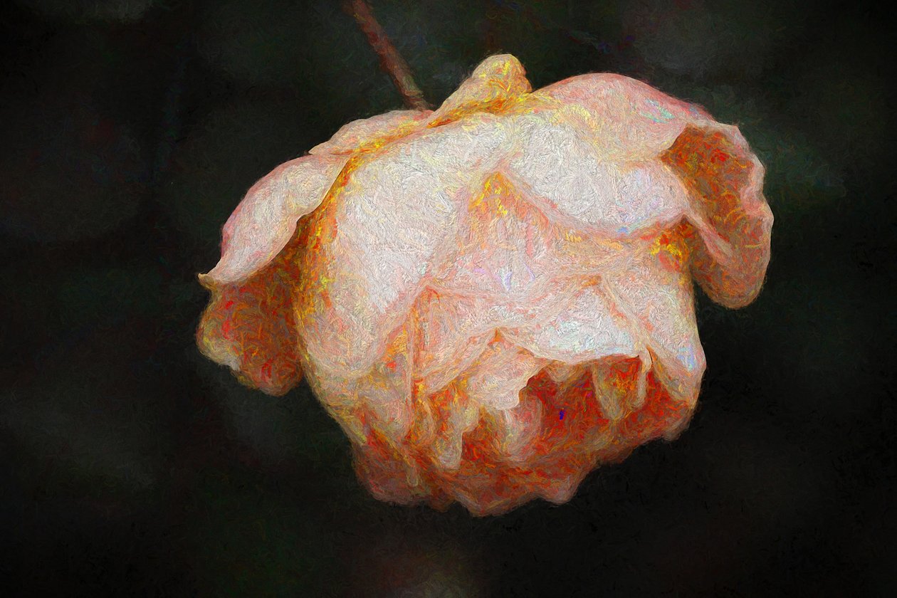 Bloom, 2018, tekijältä Helen White