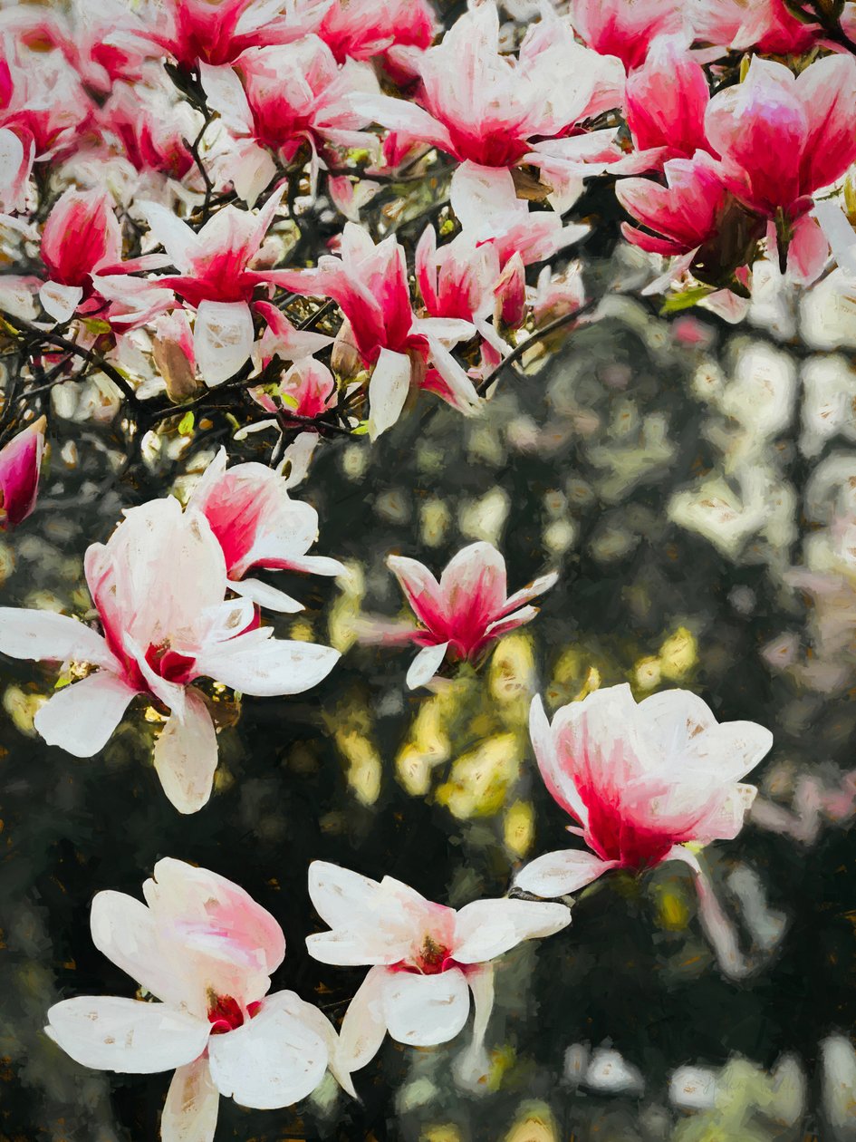 Kukkiva magnolia, 2018, tekijältä Helen White