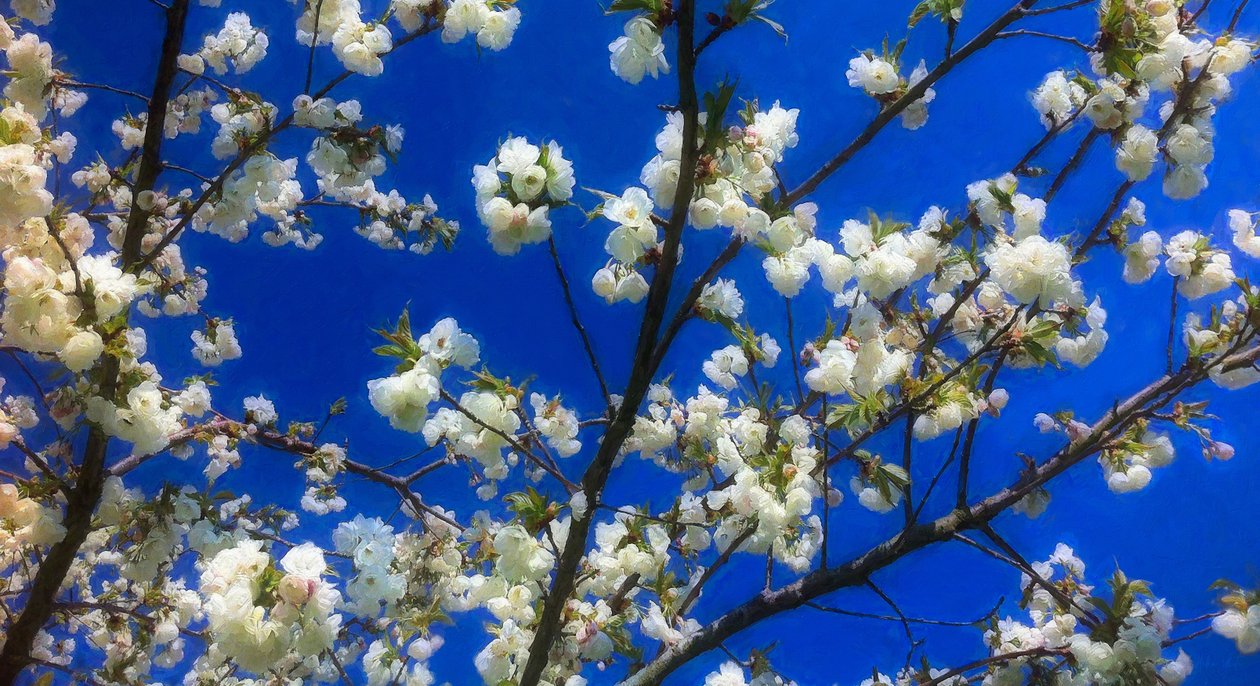 Blossom on Blue, 2018, tekijältä Helen White
