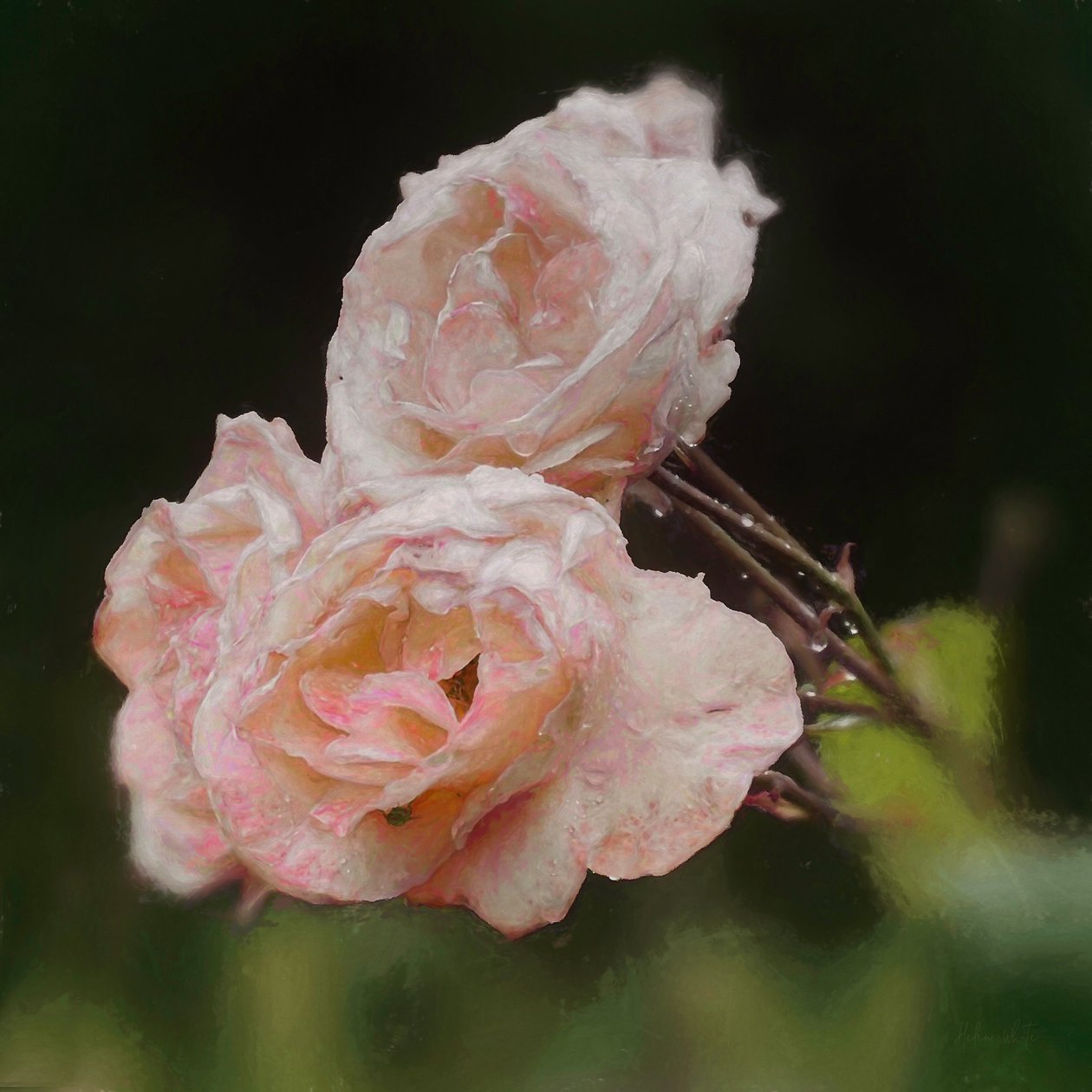 Blush Roses, 2018, tekijältä Helen White
