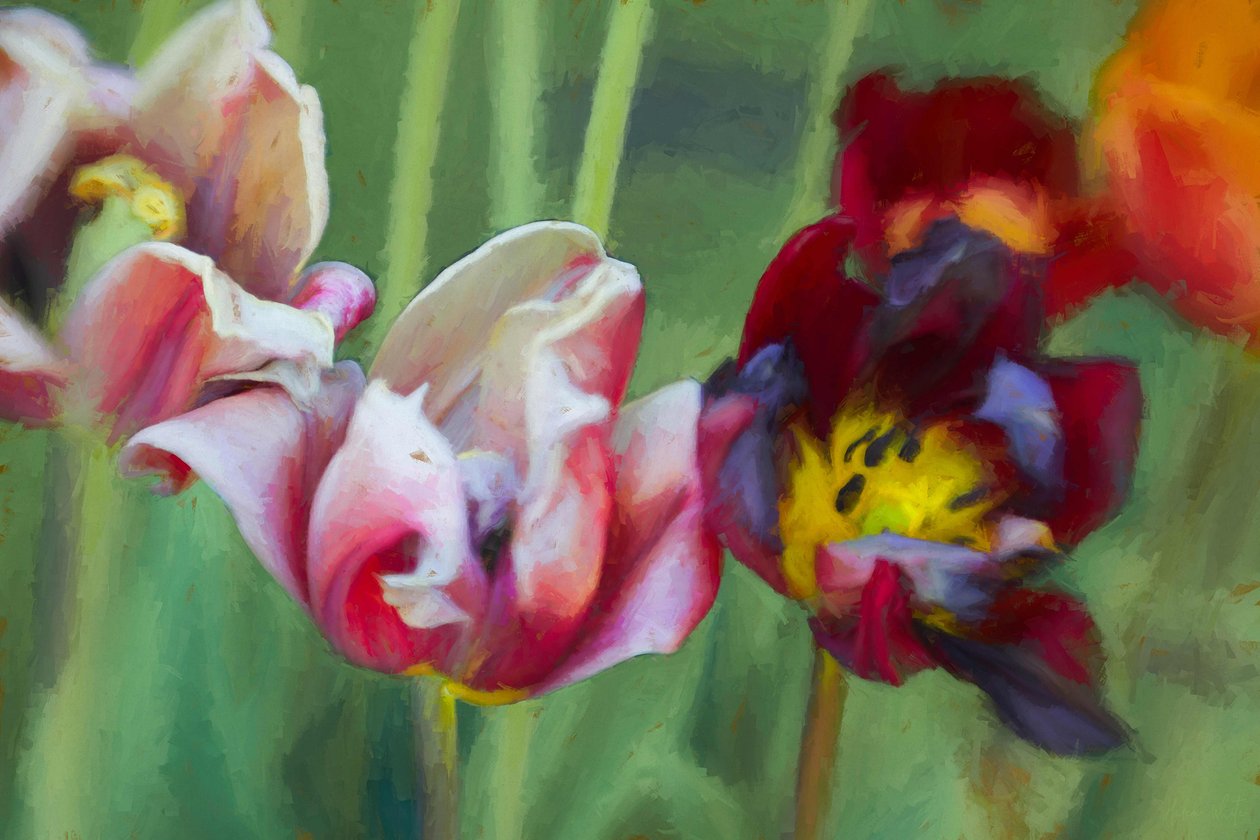 Kirkkaat tulppaanit, 2018, tekijältä Helen White