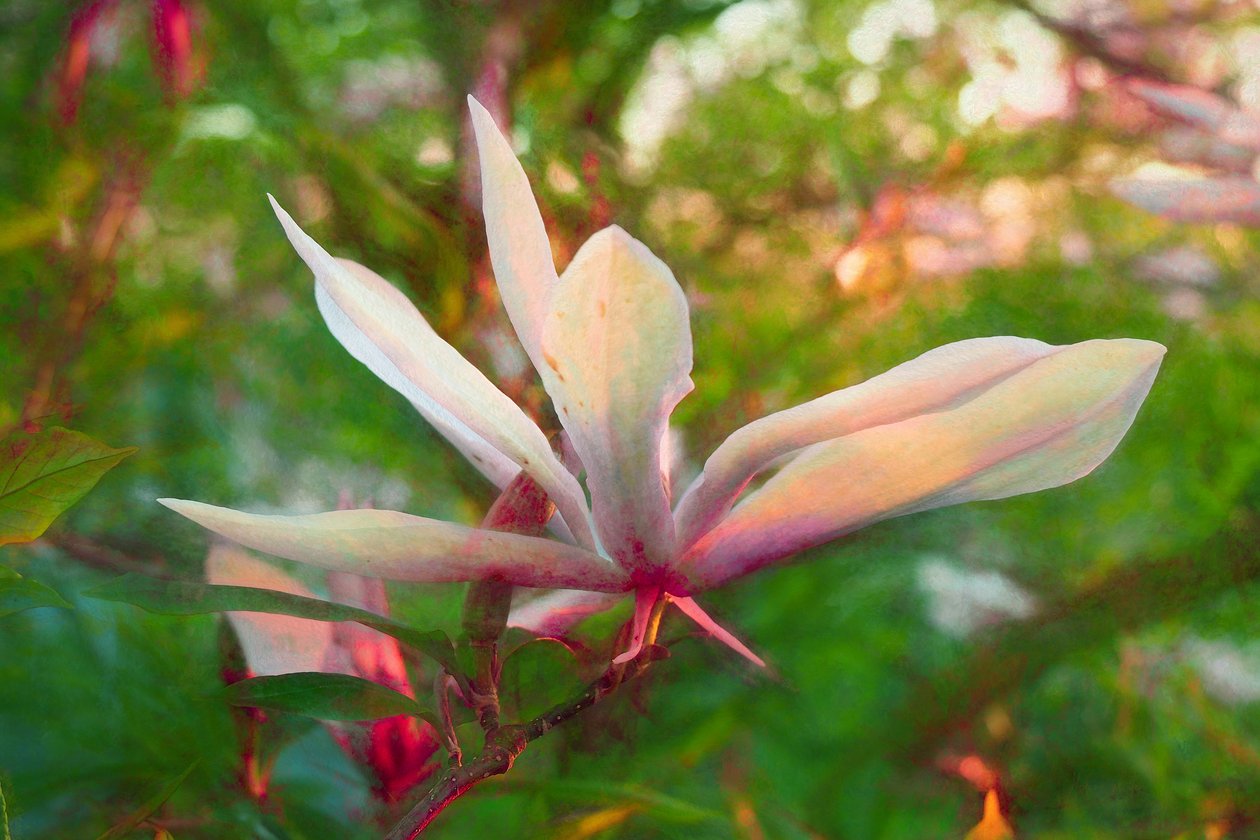 Magnolia, 2018, tekijältä Helen White