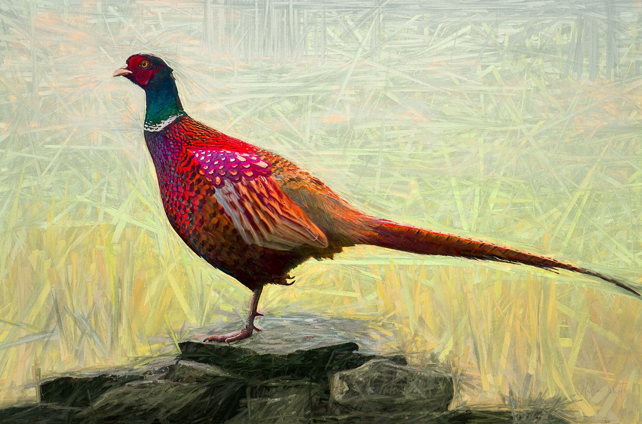 Pleasant Pheasant, 2018, tekijältä Helen White